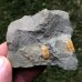 Litavkaspis rejkovicensis